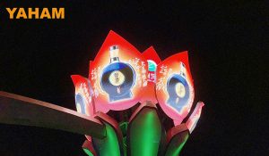 A Chinese Rose Flower Blooms in Yueji Town